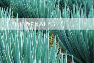 能吃的野菜种类和图片