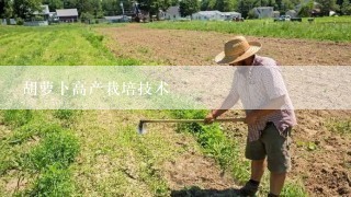 胡萝卜高产栽培技术