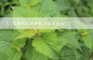 瓜蒌的正确种植方法是什么