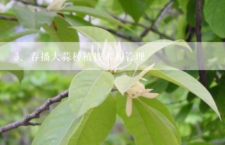 春播大蒜种植技术和管理