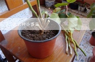 怎么种小番茄