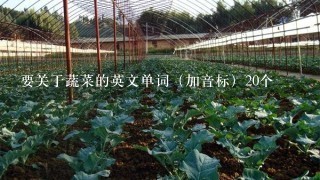 要关于蔬菜的英文单词（加音标）20个