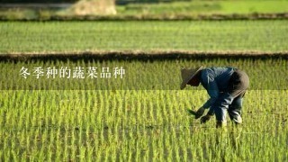 冬季种的蔬菜品种