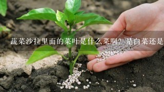 蔬菜沙拉里面的菜叶是什么菜啊？是白菜还是包菜阿?