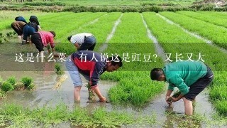 这是什么菜，有人说这是豇豆？又长又大