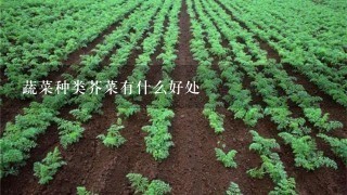 蔬菜种类芥菜有什么好处