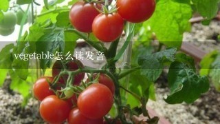 vegetable怎么读发音