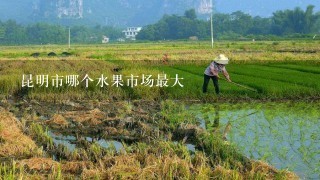 昆明市哪个水果市场最大