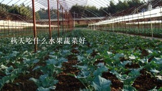 秋天吃什么水果蔬菜好