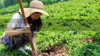 芹菜怎么读？