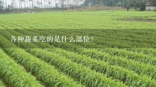 各种蔬菜吃的是什么部位？