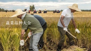 蔬菜品种大全