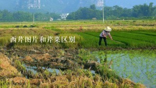 西芹图片和芹菜区别