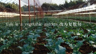 this is a vegetable garden.改为复数句