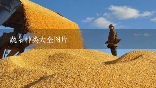 蔬菜种类大全图片