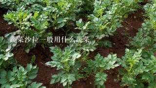 蔬菜沙拉一般用什么蔬菜