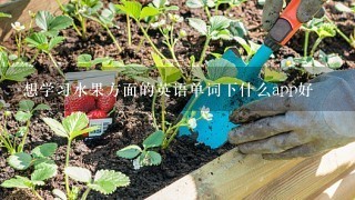 想学习水果方面的英语单词下什么app好