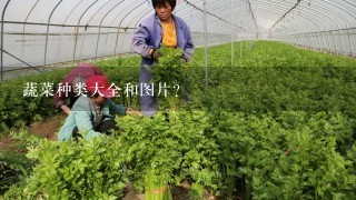 蔬菜种类大全和图片？