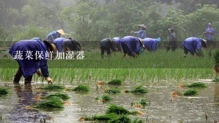 蔬菜保鲜加湿器