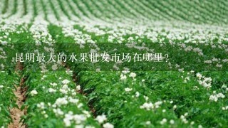 昆明最大的水果批发市场在哪里?