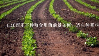 在江西乐平种殖食用菌前景如何？适应种哪些种类？