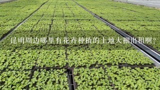 昆明周边哪里有花卉种植的土地大棚出租啊？希望知道