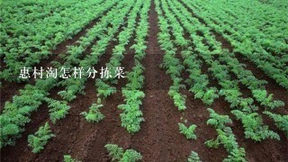 惠村淘怎样分拣菜