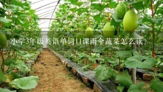 小学3年级英语单词11课雨伞蔬菜怎么读？