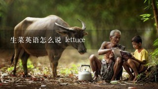 生菜英语怎么说 lettuce