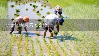 vegetable蔬菜怎么读？