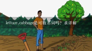 lettuce,cabbage是可数名词吗？求详解