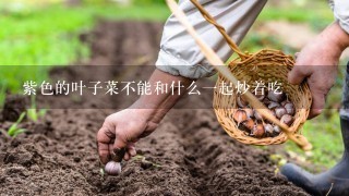 紫色的叶子菜不能和什么1起炒着吃