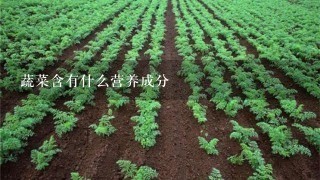 蔬菜含有什么营养成分