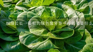 细细长长1根根的绿色像牙签1样的菜是什么菜?