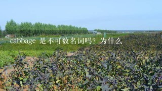 cabbage 是不可数名词吗？为什么