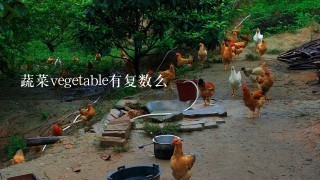 蔬菜vegetable有复数么