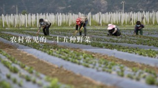 农村常见的2十5种野菜