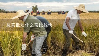 蔬菜批发什么菜比较快