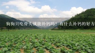 狗狗只吃骨头就能补钙吗？有什么补钙的好方法