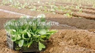 移植后怀孕吃什么菜可以吃