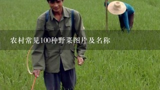 农村常见100种野菜图片及名称