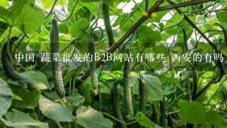 中国 蔬菜批发的B2B网站有哪些 西安的有吗