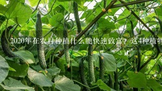 2020年在农村种植什么能快速致富？这4种植物很赚钱