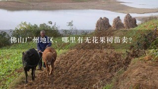 佛山广州地区，哪里有无花果树苗卖？