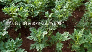 重庆合川的蔬菜批发市场在哪？