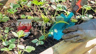 广东菜心是什么菜俗称