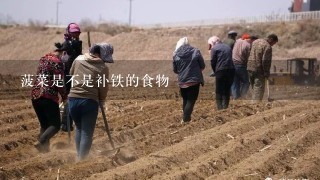 菠菜是不是补铁的食物