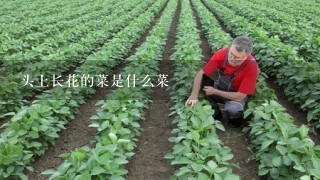 头上长花的菜是什么菜