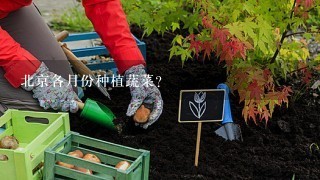 北京各月份种植蔬菜？