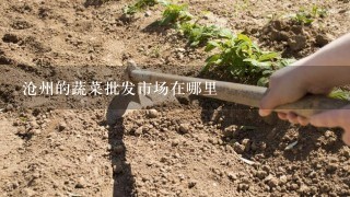 沧州的蔬菜批发市场在哪里